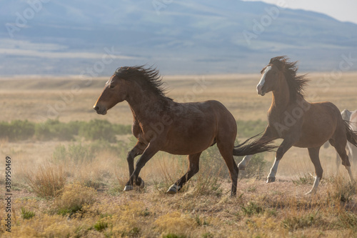 Wild Horse Stallions Running Across the Utah Desert