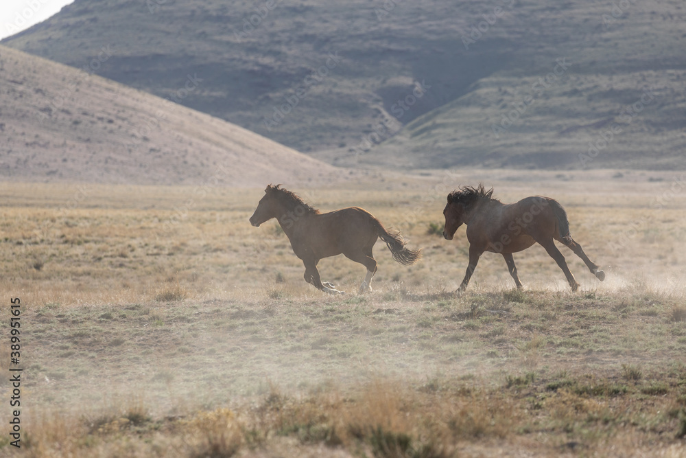 Wild Horse Stallions Running Across the Utah Desert Wild Horse Stallions Running Across the Utah Desert
