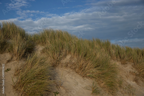 Fototapeta Naklejka Na Ścianę i Meble -  Dunes. North sea coast. Julianadorp. Netherlands.