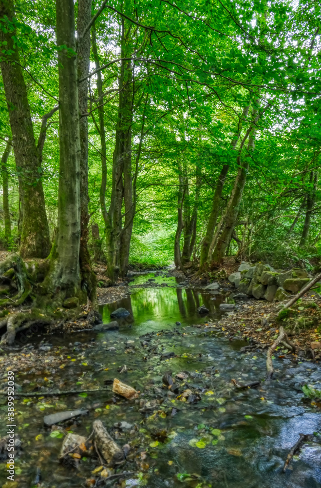 Mühlenbach an der Talsperre in Wuppertal Ronsdorf Mühlenbach an der Talsperre in Wuppertal Ronsdorf