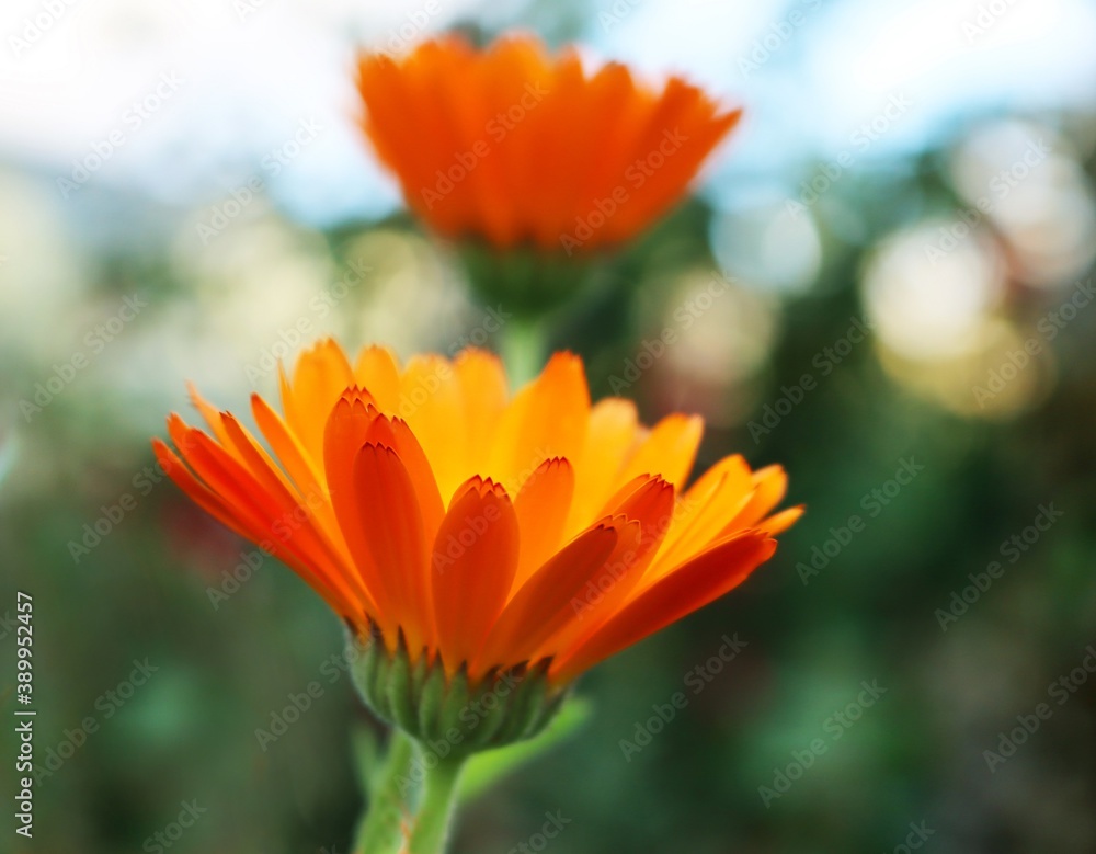 Orange flowers Orange flowers