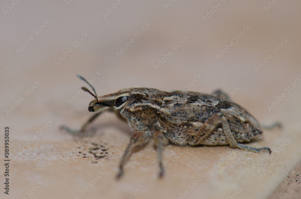 Close-up view of a true weevil Coniocleonus excoriatus. Schamann. Las Palmas de Gran Canaria. Gran Canaria. Canary Islands. Spain.