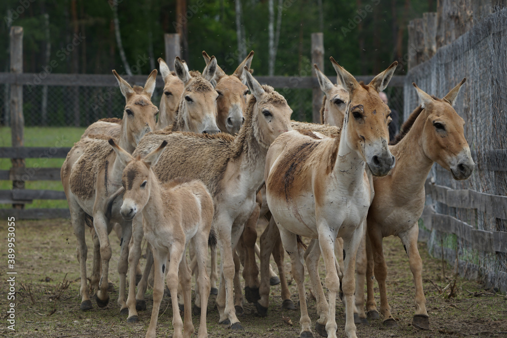 Herd of horses in the aviary Herd of horses in the aviary