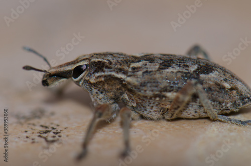 Close-up view of a true weevil Coniocleonus excoriatus. Schamann. Las Palmas de Gran Canaria. Gran Canaria. Canary Islands. Spain.