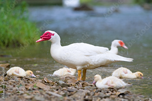 muscovy duck photo