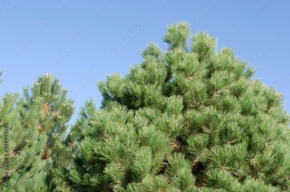 green pine tree green pine tree