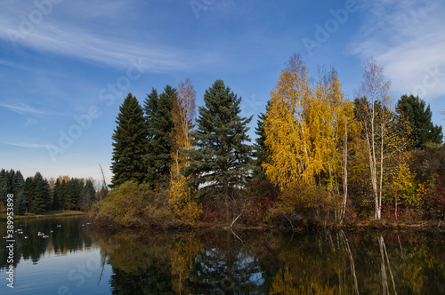 An Island of Autumn Trees in a Pond