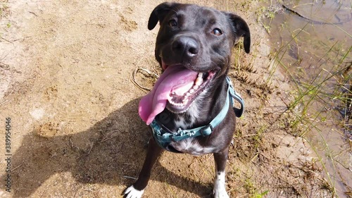 Close up of a cute pit bull black lab dog mix panting and breathing in slow motion after a good exercise. photo