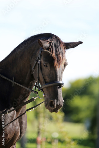 Headshot of a beautiful stallion. Adult morgan horse standing in summer corral near feeding station and other horses