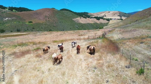 Aerial of horses grazing on a ranch or farm in the Santa Ynez mountains near Santa Barbara, California. photo