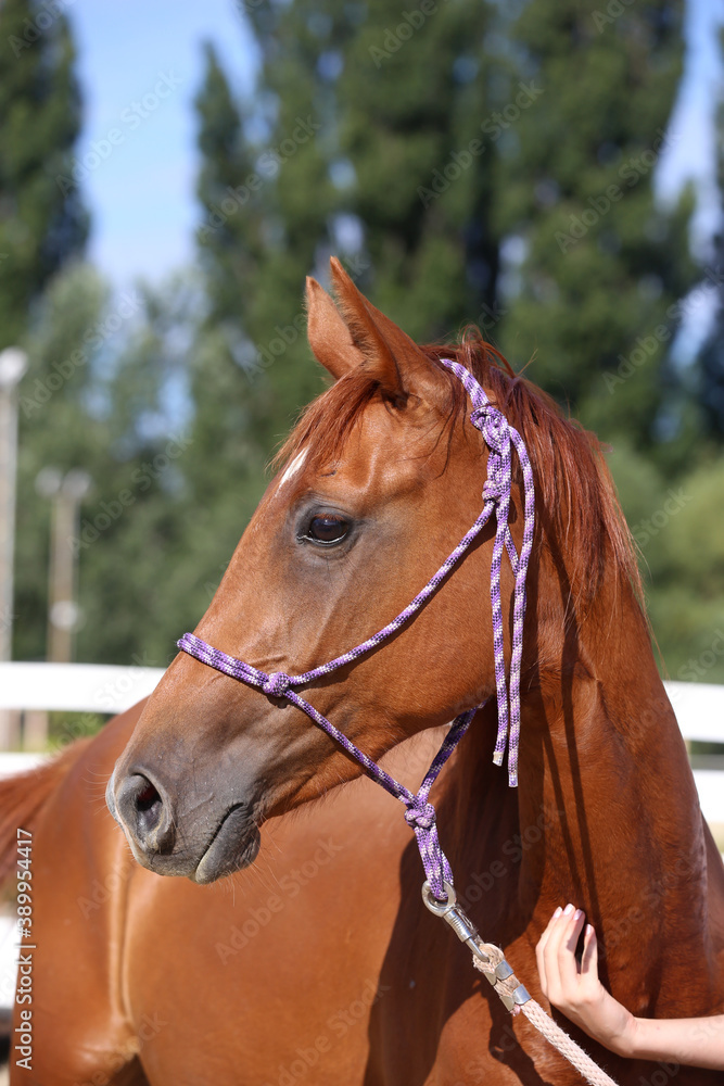 Fototapeta premium Headshot of a beautiful stallion. Adult morgan horse standing in summer corral near feeding station and other horses