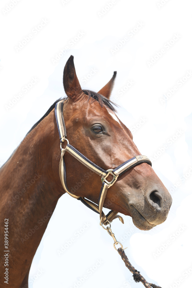 Headshot of a beautiful stallion. Adult morgan horse standing in summer corral near feeding station and other horses Headshot of a beautiful stallion. Adult morgan horse standing in summer corral near feeding station and other horses