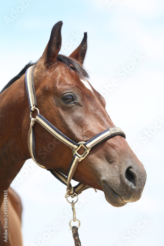 Headshot of a beautiful stallion. Adult morgan horse standing in summer corral near feeding station and other horses