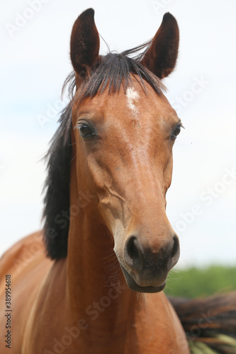 Headshot of a beautiful stallion. Adult morgan horse standing in summer corral near feeding station and other horses