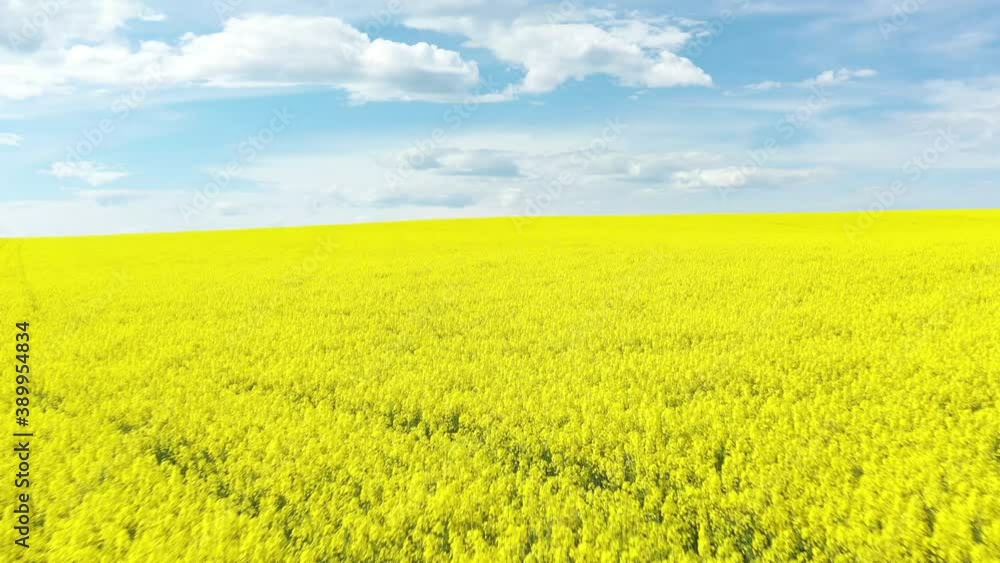 2020 - An excellent tracking shot through the yellow Canola Fields in Cowra, Australia. 2020 - An excellent tracking shot through the yellow Canola Fields in Cowra, Australia.