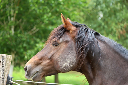 Headshot of a beautiful stallion. Adult morgan horse standing in summer corral near feeding station and other horses