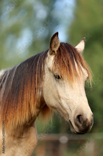 Fototapeta Naklejka Na Ścianę i Meble -  Headshot of a beautiful stallion. Adult morgan horse standing in summer corral near feeding station and other horses