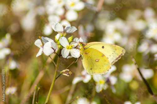 Mariposa amarilla colias crocea © alfonsosm