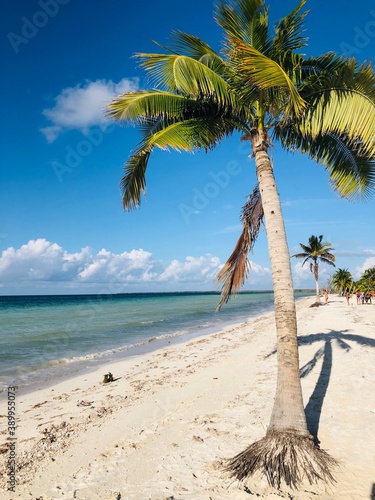 palm tree on the beach