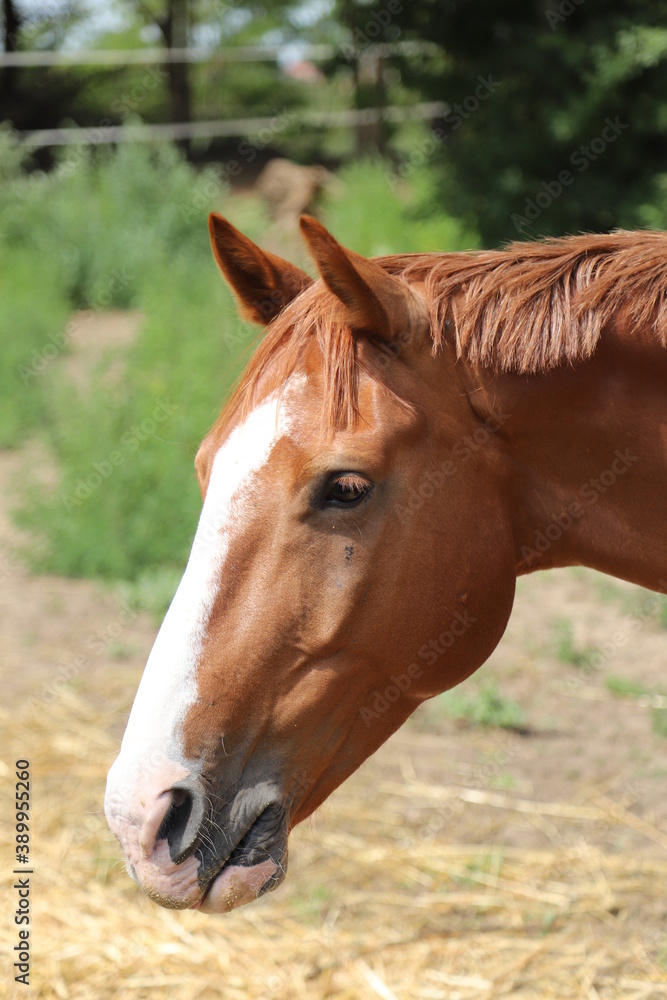 Naklejka premium Headshot of a beautiful stallion. Adult morgan horse standing in summer corral near feeding station and other horses