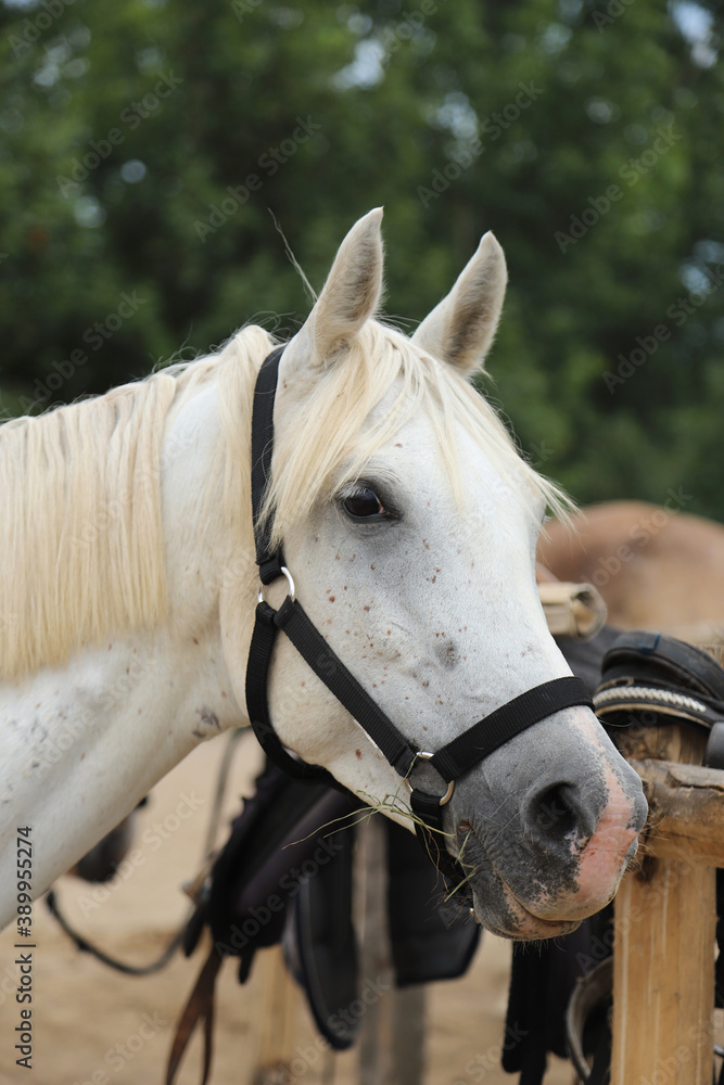 Headshot of a beautiful stallion. Adult morgan horse standing in summer corral near feeding station and other horses Headshot of a beautiful stallion. Adult morgan horse standing in summer corral near feeding station and other horses