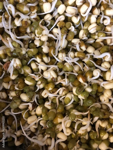 Growing bean seeds 