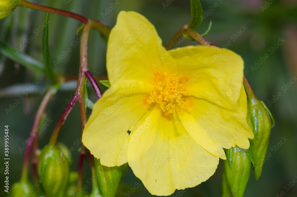 Flower of the plant Helianthemum bystropogophyllum. Integral Natural Reserve of Inagua. Tejeda. Gran Canaria. Canary Islands. Spain.