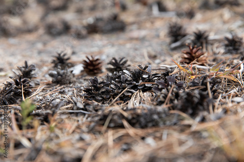 Pine cones fell to the floor of pine cones. Nature forest Merry Christmas background. Selective focus