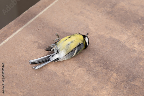 A dead bird lies on the tile after hitting the glass.