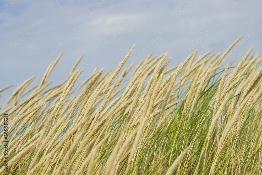 landscape with european marram grass or beach grass under blue sky landscape with european marram grass or beach grass under blue sky
