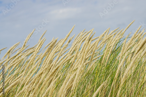 landscape with european marram grass or beach grass under blue sky