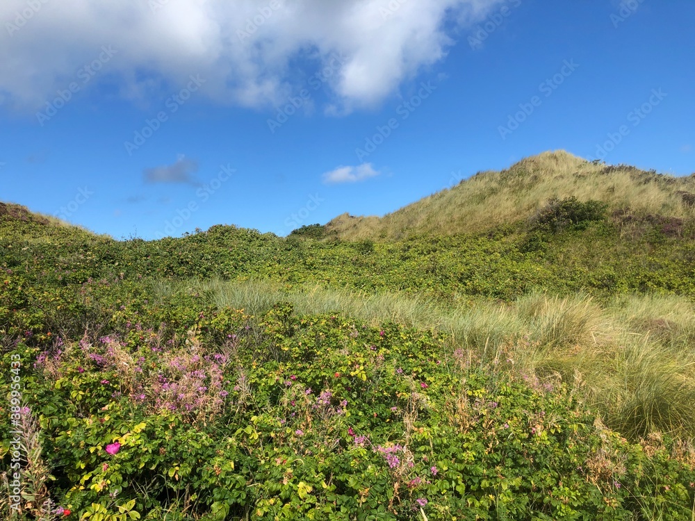 Düne auf Sylt Düne auf Sylt