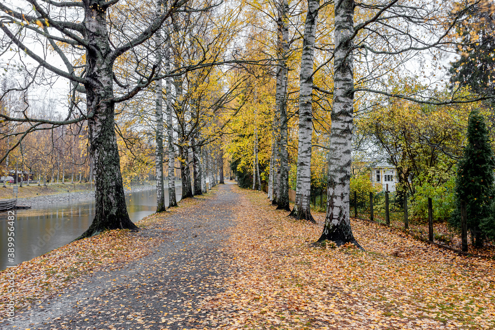 Fototapeta premium View of the Vääksu canal, in autumn, yellow birches on the bank and reflection in the water. It's a nasty day .