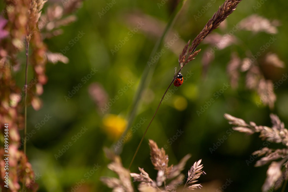Ladybug climbing the stem of a flower. Ladybug climbing the stem of a flower.