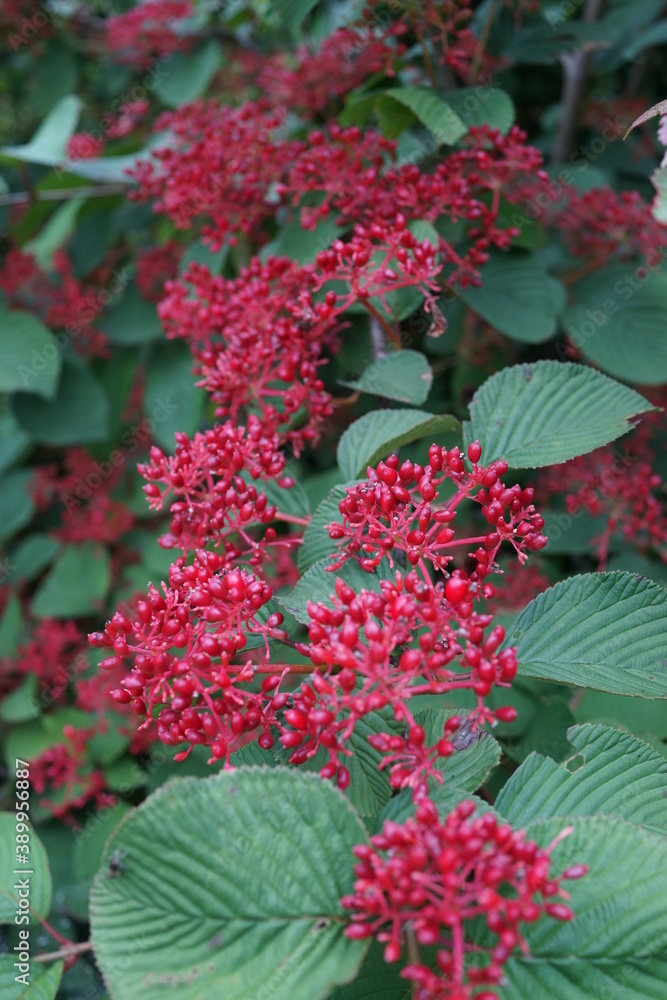 ガマズミ 赤い花 赤い実 植物 木 Stock Photo Adobe Stock