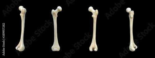 Right human femur bone, black background, 3d rendering