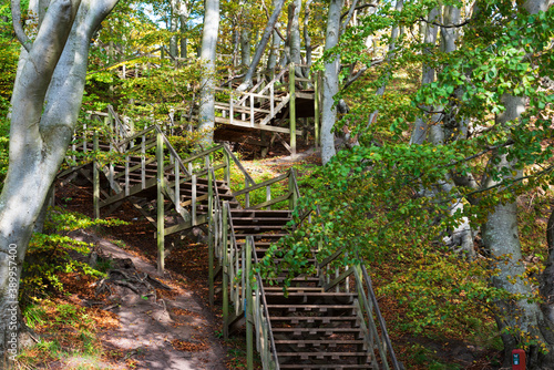 wooden stairs in the forest