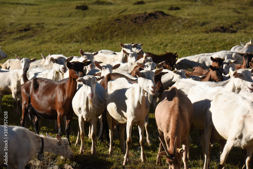 caprette capre gregge latte di capra 