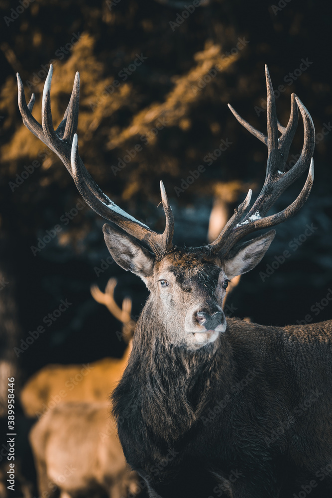 Naklejka premium A deer in the forest