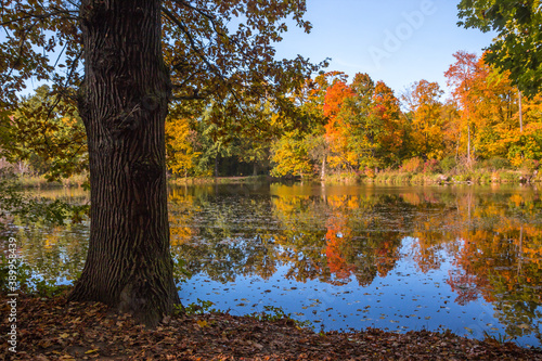 Autumn trees alley with colorful leaves in the park