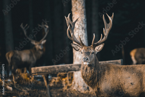 Canvas Print A deer in the forest