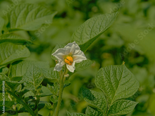 White and yellow flower of a potato plant in the vegetable garden, selective focus - Solanum tuberosum 