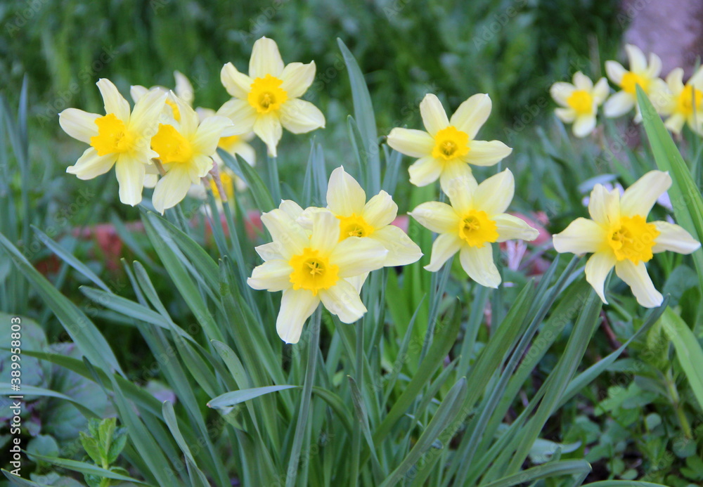 Many beautiful fragrant white and yellow daffodils grow on the green lawn. The concept of spring, summer, freshness, nature and beauty Many beautiful fragrant white and yellow daffodils grow on the green lawn. The concept of spring, summer, freshness, nature and beauty