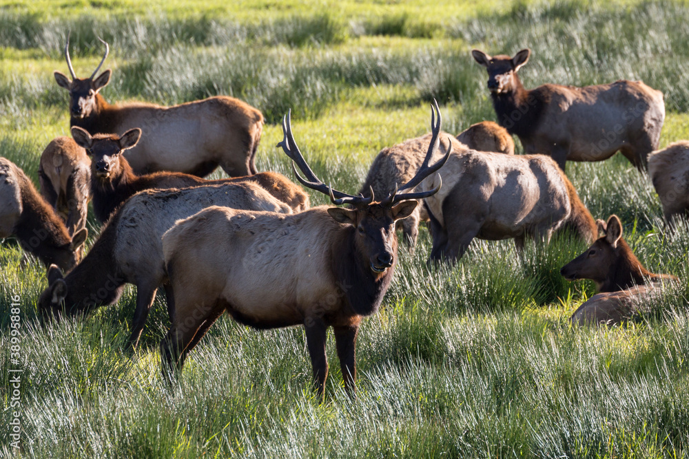 Wild elk grazing in a field in Oregon. Wild elk grazing in a field in Oregon.