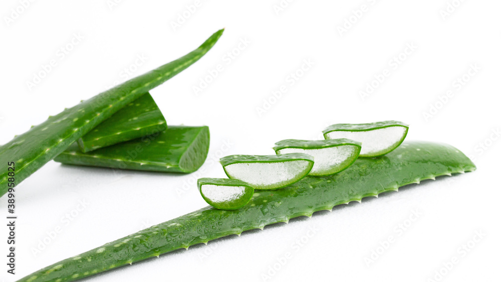 Aloe vera fresh wet leaves and slices Aloe vera fresh wet leaves and slices