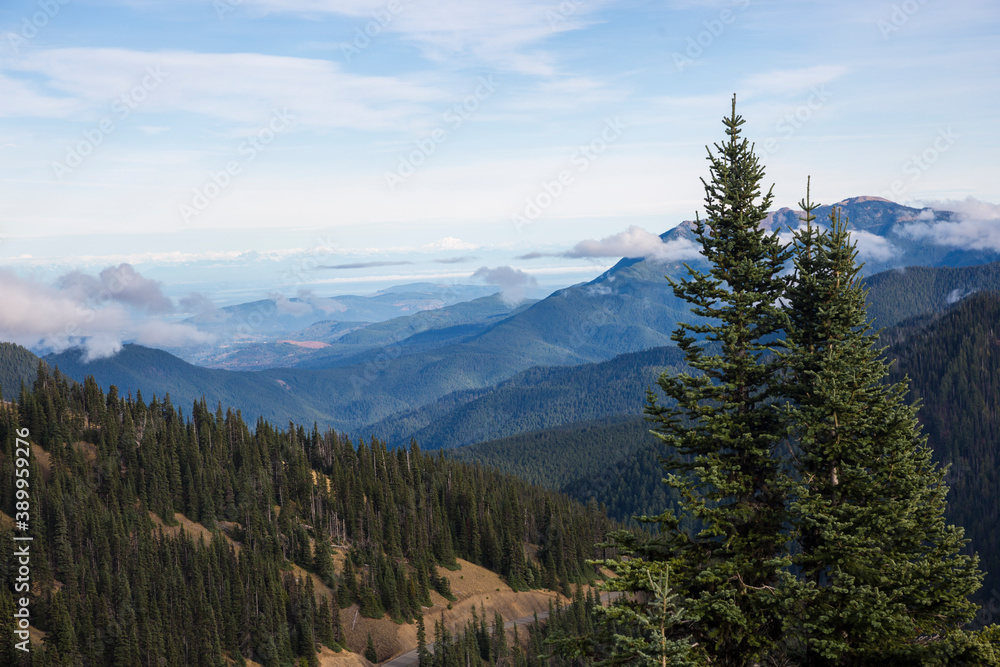 Obraz premium Beautiful landscape view of Hurricane Ridge during the day in Olympic National Park (Washington).