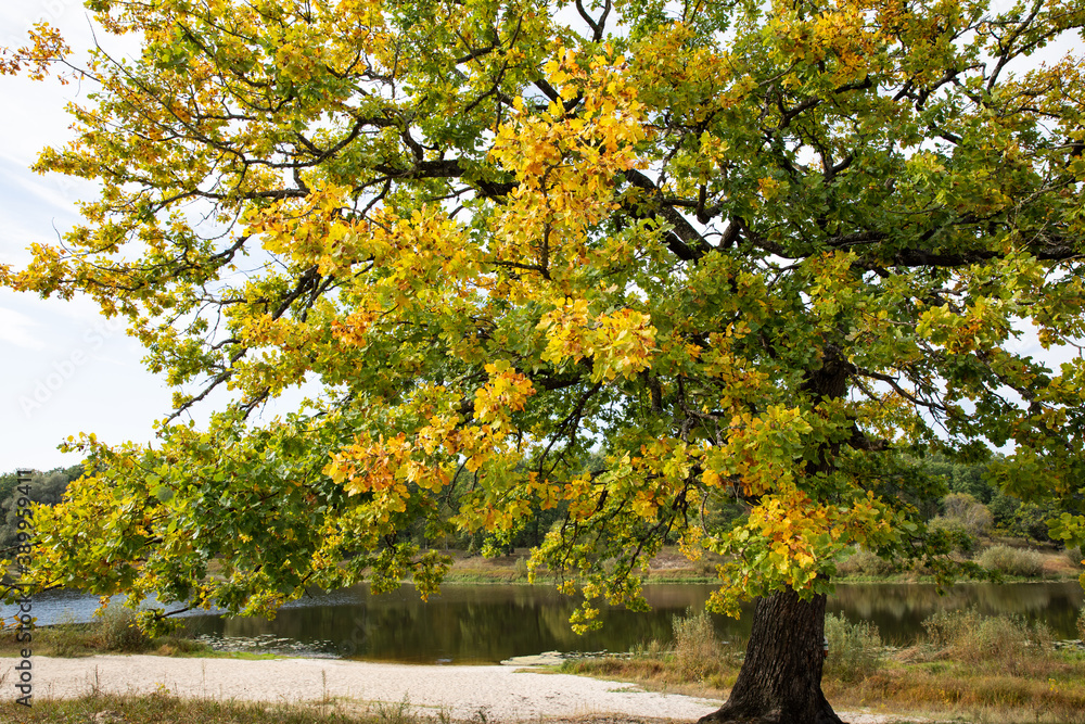 Naklejka premium Beautiful yellowed foliage and acorns of oak in autumn.