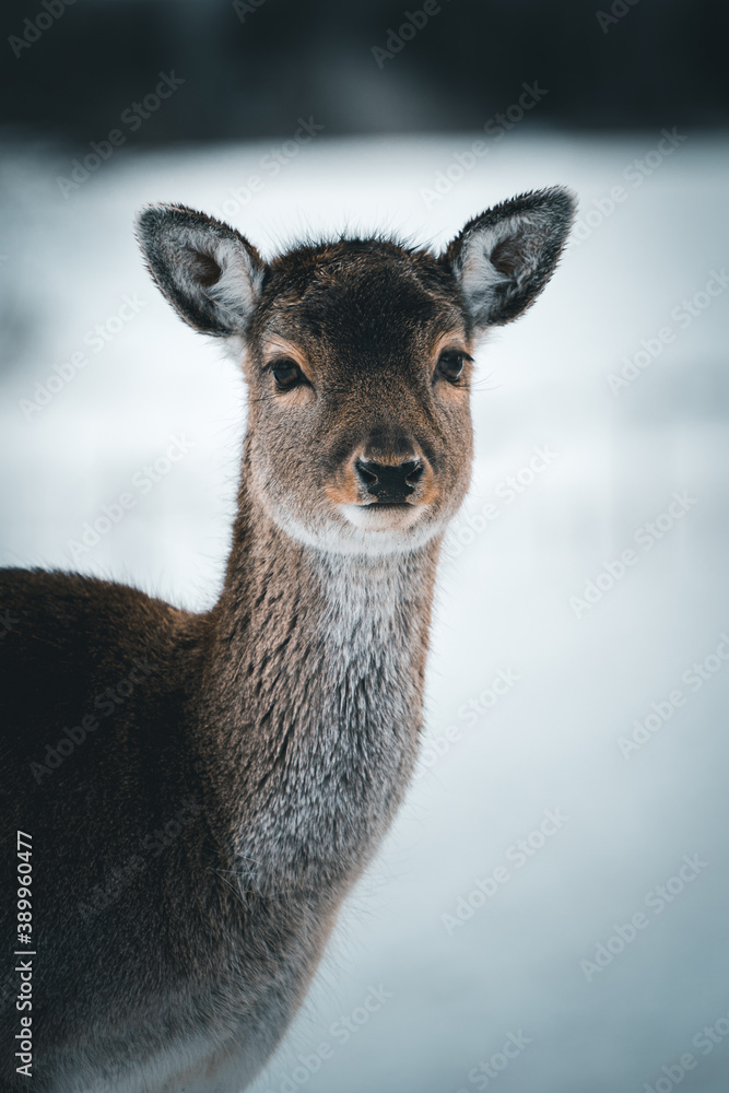 A deer in the forest A deer in the forest