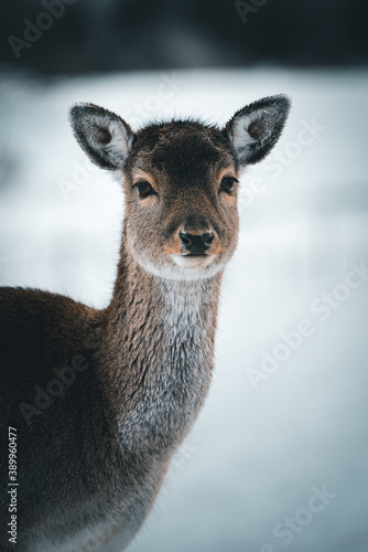 Photography A deer in the forest