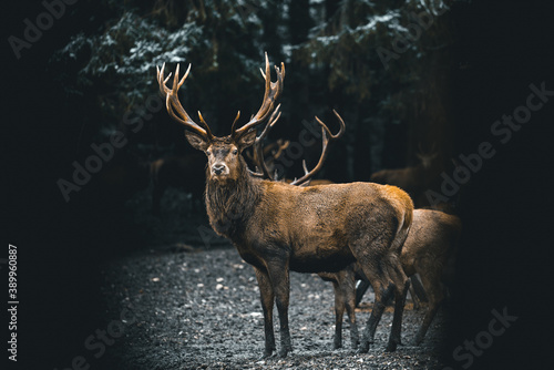 Canvas Print A deer in the forest